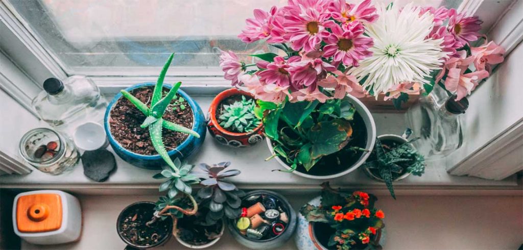 How To Water Indoor Plants While On Vacation? Water Indoor Plants