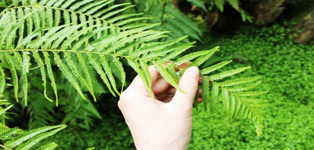 type-of-ferns-plants