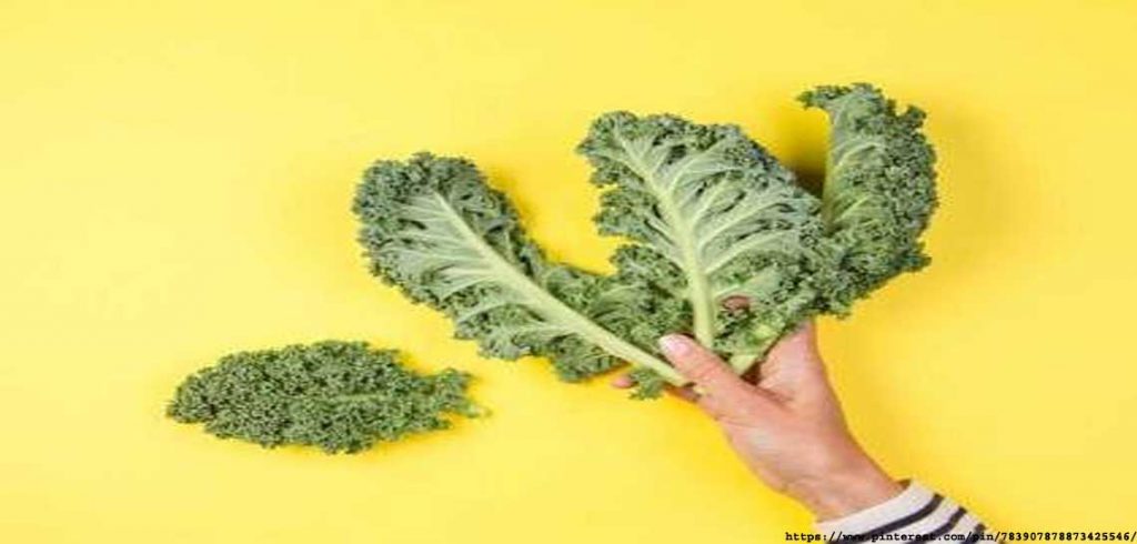 Why Are My Cucumber Leaves Turning Yellow And What is the Solution? cucumber-leaves-turning-yel