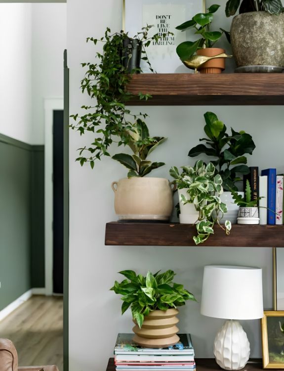 Display your Plants on a set of Floating Shelves for a Minimalist Approach.