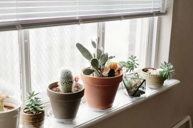 Place a Grouping of Small Cacti on a Windowsill for a Touch of Whimsy.-Boho Plant Decor