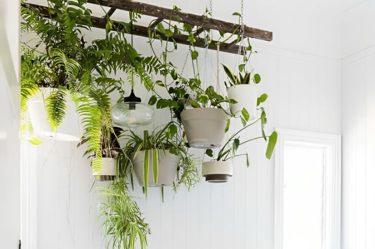Use a Vintage Ladder to Display a Variety of Hanging Plants